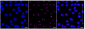 KD-Validated Anti-Actin like 6A Rabbit Monoclonal Antibody